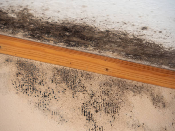 Best Attic Mold Removal  in Olivet, MI