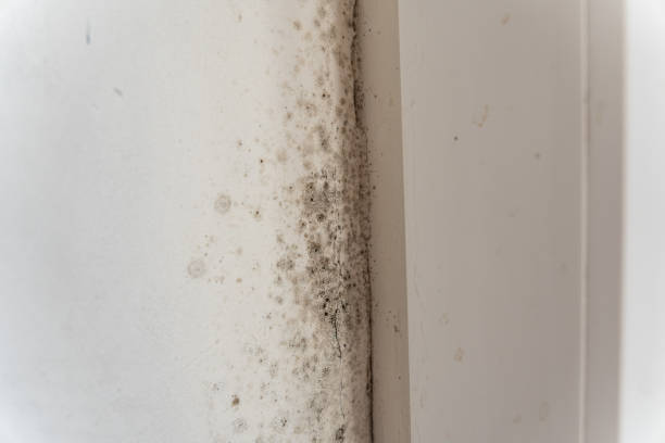 Professional Mold Inspection, Removal & Remediation in Olivet, MI